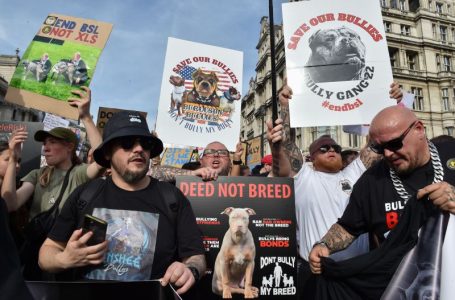 231228123040-restricted-american-xl-bully-dog-protest-london-10-07-2023-sRAvoS.jpg