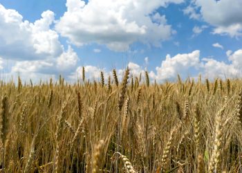 Russian wheat prices plunge to July 2024 low amid abundant supply, slow exports
