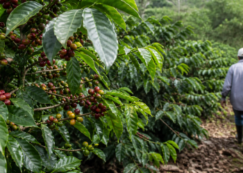 Arabica coffee price: Effects of the US-Iran war spill over to agricultural assets