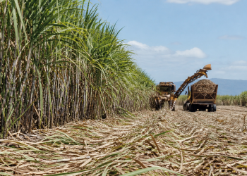 Sugar price analysis rebounds as biofuel demand surges