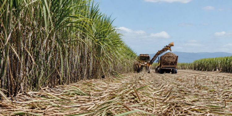 Sugar price analysis rebounds as biofuel demand surges